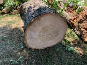 [Hearth.com] How long does is take to season infested ash trees, that are still alive, once cut down?