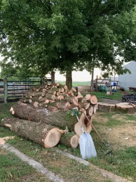 [Hearth.com] How long does is take to season infested ash trees, that are still alive, once cut down?