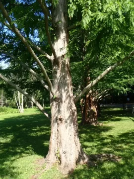 [Hearth.com] What kind of tree is this ??