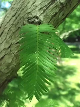 [Hearth.com] What kind of tree is this ??