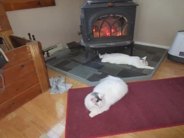 [Hearth.com] Freestanding Stove and Cats