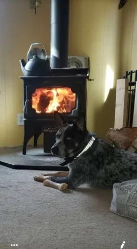 [Hearth.com] Dogo waiting on first fire