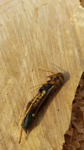 [Hearth.com] What is this insect in my maple.