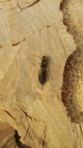 [Hearth.com] What is this insect in my maple.