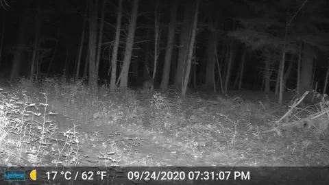 [Hearth.com] Trail Cams