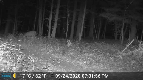 [Hearth.com] Trail Cams