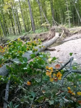 [Hearth.com] Huge poplar down,from massive flooding on river.