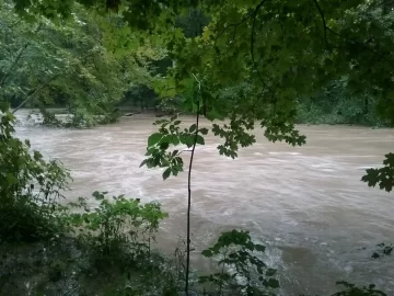 [Hearth.com] Huge poplar down,from massive flooding on river.