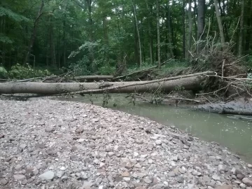 [Hearth.com] Huge poplar down,from massive flooding on river.