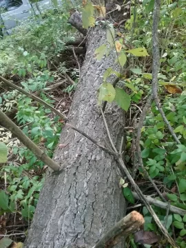 [Hearth.com] Eastern White Pine as firewood