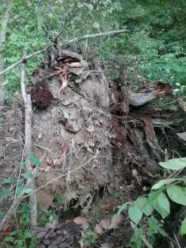 [Hearth.com] Eastern White Pine as firewood