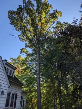 [Hearth.com] Large Oak Taken Down at my Parents House