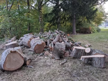 [Hearth.com] Large Oak Taken Down at my Parents House