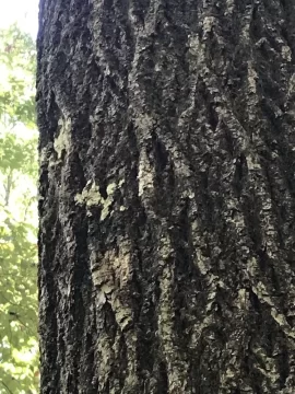 [Hearth.com] Tree ID