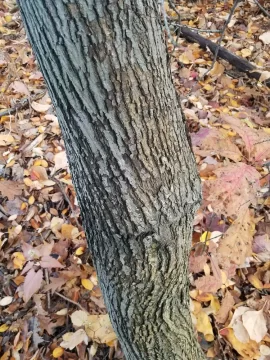 [Hearth.com] Tree ID, Understory tree ID