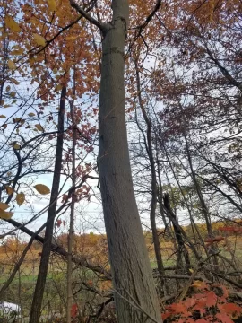 [Hearth.com] Tree ID, Understory tree ID