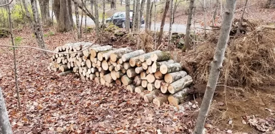 [Hearth.com] Need advice - medium to small trees blocking new property entrance