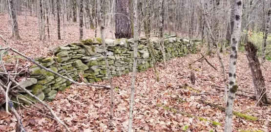 [Hearth.com] Need advice - medium to small trees blocking new property entrance