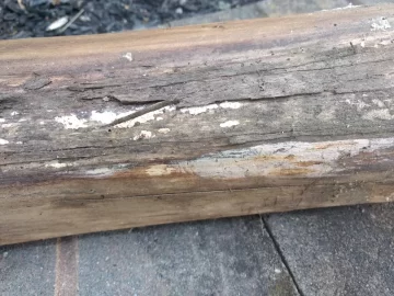 [Hearth.com] What kind of wood is this??