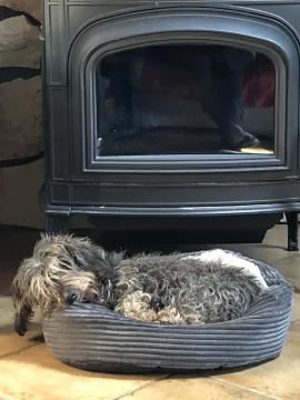 [Hearth.com] Your stove and your dog(s)