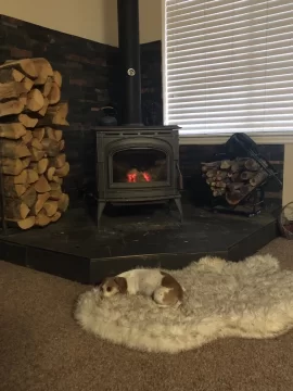 [Hearth.com] Your stove and your dog(s)