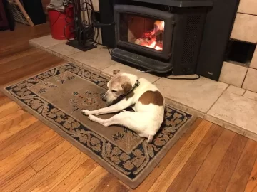 [Hearth.com] Your stove and your dog(s)