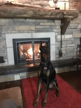 [Hearth.com] Your stove and your dog(s)