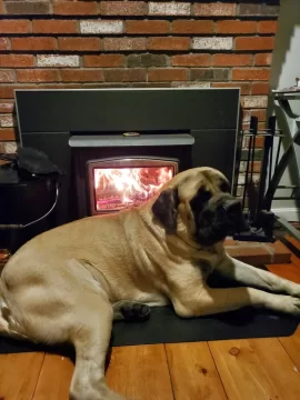 [Hearth.com] Your stove and your dog(s)