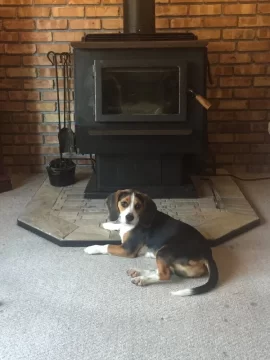 [Hearth.com] Your stove and your dog(s)