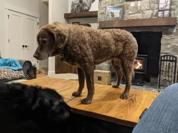 [Hearth.com] Your stove and your dog(s)