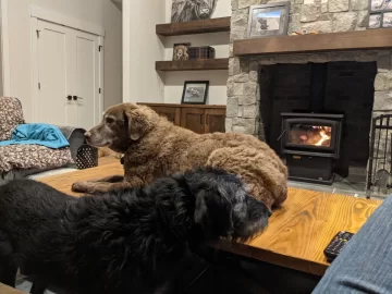 [Hearth.com] Your stove and your dog(s)