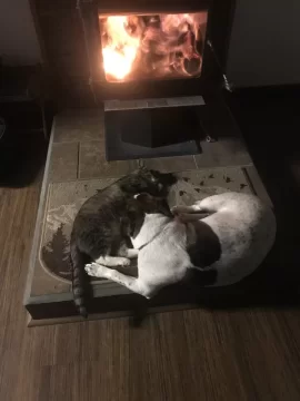 [Hearth.com] Your stove and your dog(s)