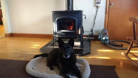 [Hearth.com] Your stove and your dog(s)