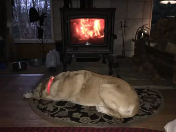 [Hearth.com] Your stove and your dog(s)