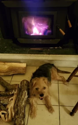 [Hearth.com] Your stove and your dog(s)