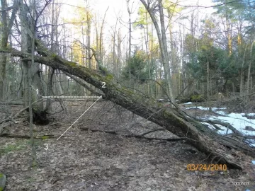 [Hearth.com] Hung Up Maple Tree Saver Winch Question with new picture.