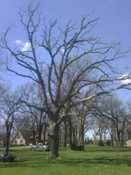 [Hearth.com] Big White Oak.  A piece of history down.