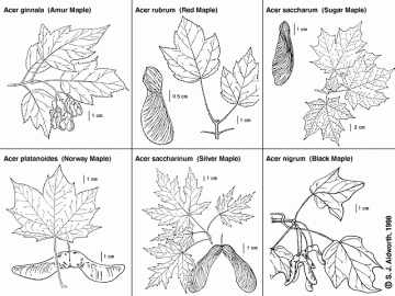 [Hearth.com] tree ID...?