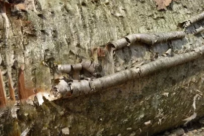 [Hearth.com] Some sort of birch/cherry?