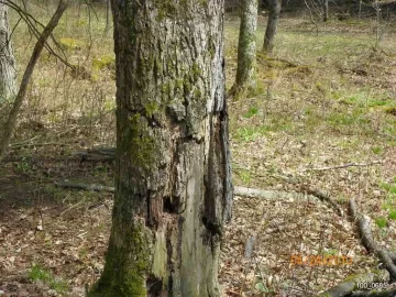 [Hearth.com] Todays Haul from the Woods.