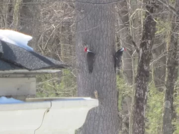 [Hearth.com] Pileated woodpecker