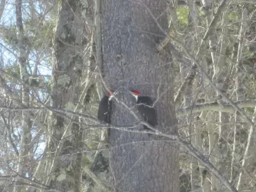 [Hearth.com] Pileated woodpecker