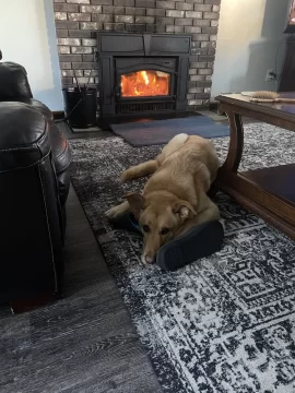 [Hearth.com] Your stove and your dog(s)