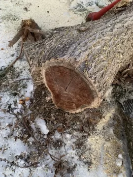 [Hearth.com] Is this Walnut?