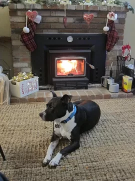 [Hearth.com] Your stove and your dog(s)