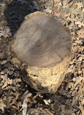 [Hearth.com] Long dead on the ground red oak