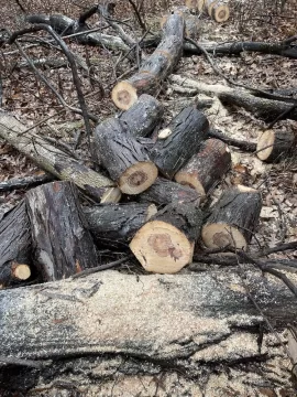 [Hearth.com] Shagbark hickory