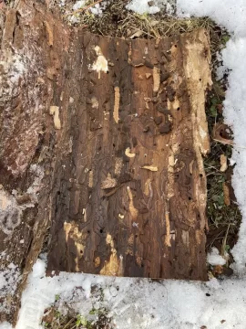 [Hearth.com] Help me id this wood