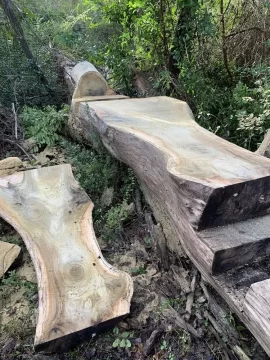 [Hearth.com] Chainsaw milling... two easy questions