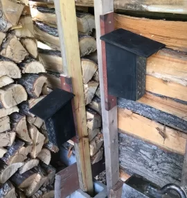 [Hearth.com] Mason Bee rescue